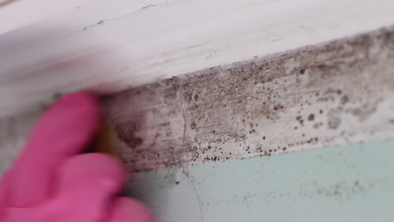 Mold Documentation for Insurance Claims in Point Pleasant, NJ